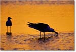 HerringGull&CrabPreDawn_ChincoNWR-SC_2000Jun_K22 copy