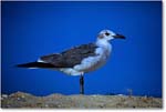LaughingGull_Assateague_2000Jun_F18 copy