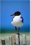 LaughingGull_Assateague_2000Jun_K05 copy