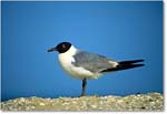 LaughingGull_Assateague_2000Jun_K16 copy