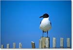 LaughingGull_Assateague_2000Jun_K18 copy