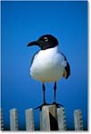 LaughingGull_Assateague_2000Jun_K25 copy