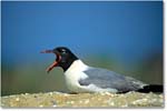 LaughingGull_Assateague_2000Jun_K26 copy