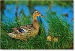 Mallard&Ducklings_ChincoNWR-WLL_2000Jun_K10 copy