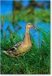 Mallard&Ducklings_ChincoNWR-WLL_2000Jun_K15 copy