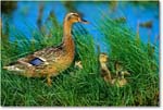 Mallard&Ducklings_ChincoNWR-WLL_2000Jun_K25b copy