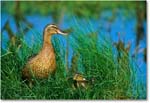 Mallard&Ducklings_ChincoNWR-WLL_2000Jun_K28 copy