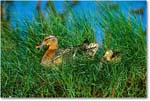 Mallard&Ducklings_ChincoNWR-WLL_2000Jun_K36 copy