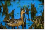 MallardMom_ChincoNWR-WLL_2000Jun_K28b copy