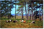 Ponies_ChincoNWR_2000Jun_x01 copy