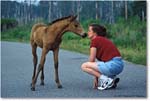 Pony&Admirer 00-6 copy