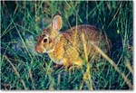 Rabbit_ChincoNWR_2000Jun_x04 copy