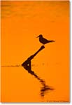 TernSilhouette_ChincoNWR-SwanCove_2000Jun_K03 copy