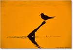 TernSilhouette_ChincoNWR-SwanCove_2000Jun_K30 copy