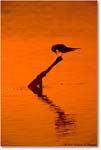 TernSilhouette_ChincoNWR-SwanCove_2000Jun_K32 copy