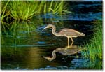 TricolorHeron_ChincoNWR_2000Jun_E04 copy
