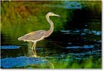 TricolorHeron_ChincoNWR_2000Jun_E12 copy
