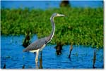 TricolorHeron_ChincoNWR_2000Jun_K12 copy