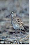 Willet_ChincoNWR_2000Jun_K02b copy