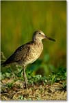 Willet_ChincoNWR_2000Jun_K04 copy