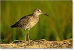 Willet_ChincoNWR_2000Jun_K09 copy