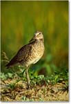 Willet_ChincoNWR_2000Jun_K14 copy