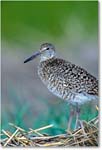 Willet_ChincoNWR_2000Jun_K16v copy