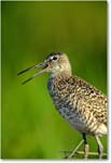 Willet_ChincoNWR_2000Jun_K18 copy