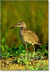 Willet_ChincoNWR_2000Jun_K27 copy