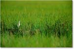 Willet_ChincoNWR_2000Jun_K27w copy