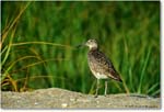 Willet_ChincoNWR_2000Jun_K28 copy