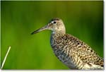 Willet_ChincoNWR_2000Jun_K28h copy
