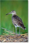 Willet_ChincoNWR_2000Jun_K29 copy