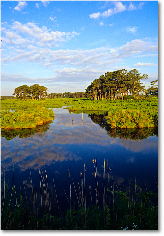 AssateagueOverlook_ChincoNWR_2000Nov_E13 copy