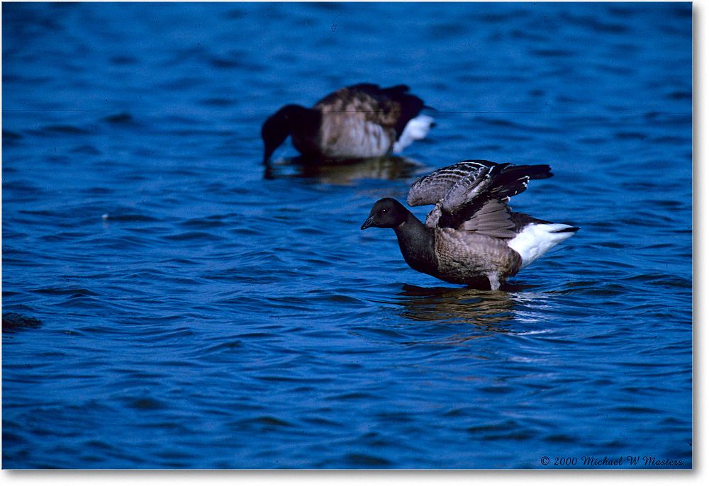 Brant_ChincoNWR-SC_2000Nov_F05 copy