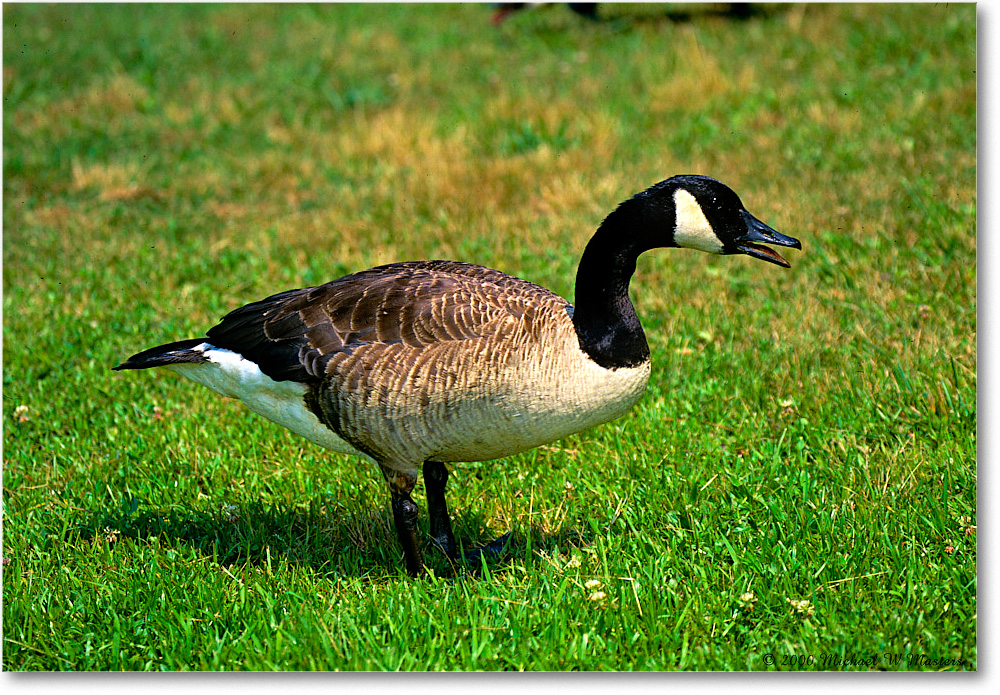 CanadaGeese_ChincoNWR_2000Nov_K06 copy
