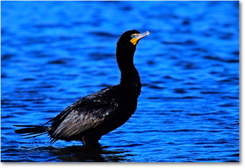 Cormorant_ChincoNWR_2000Nov_F10 copy