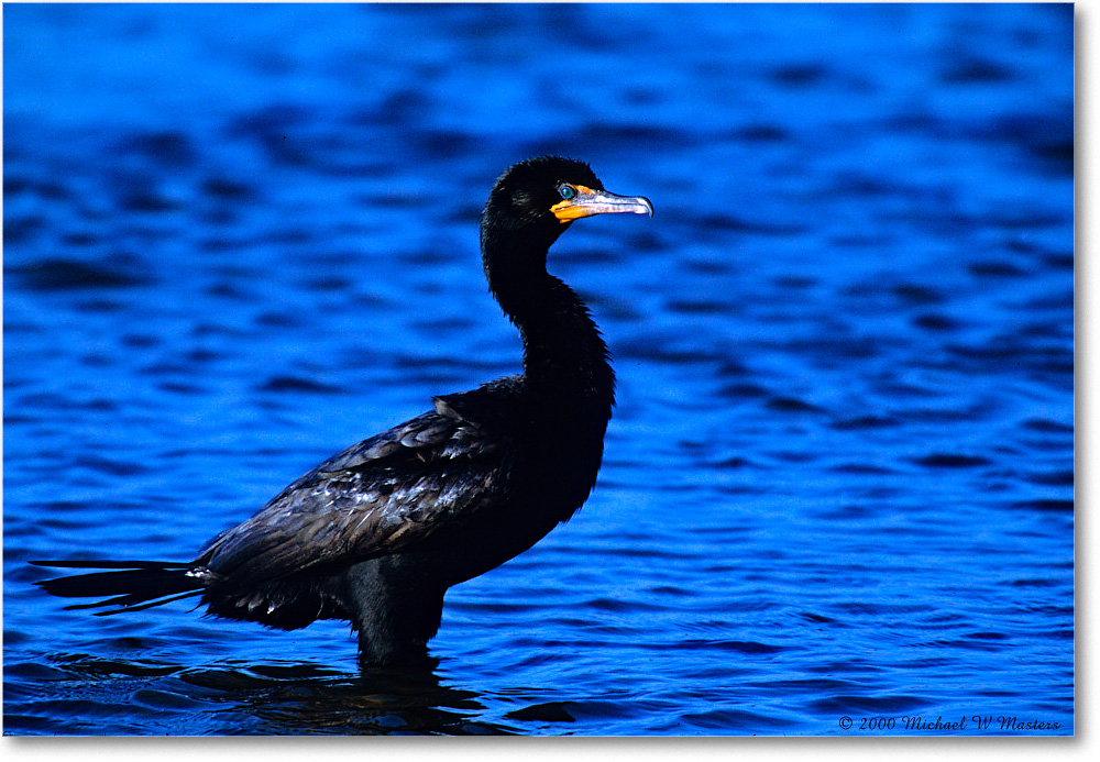 Cormorant_ChincoNWR_2000Nov_F19 copy