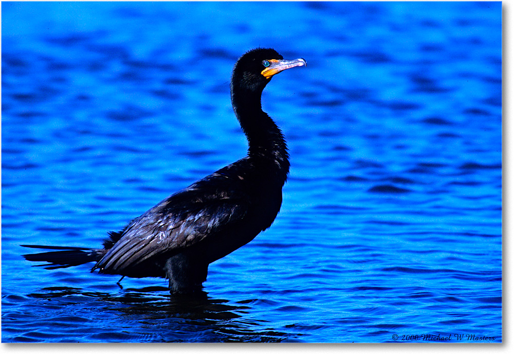 Cormorant_ChincoNWR_2000Nov_F33 copy