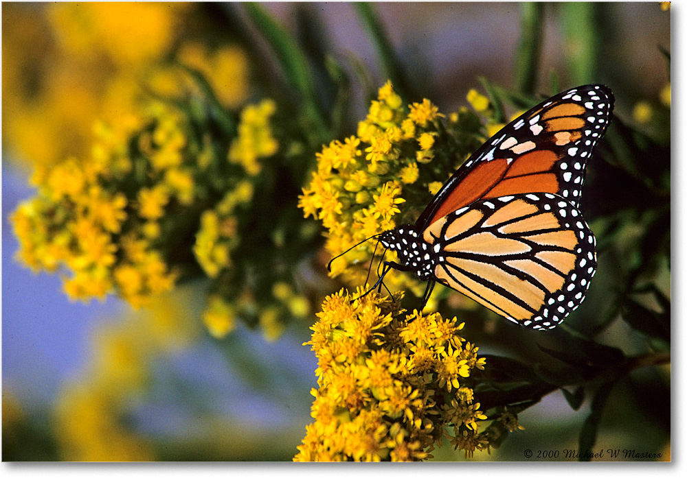 Monarch_ChincoNWR_2000Nov_x28 copy