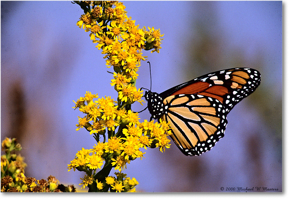 Monarch_ChincoNWR_2000Nov_x36 copy