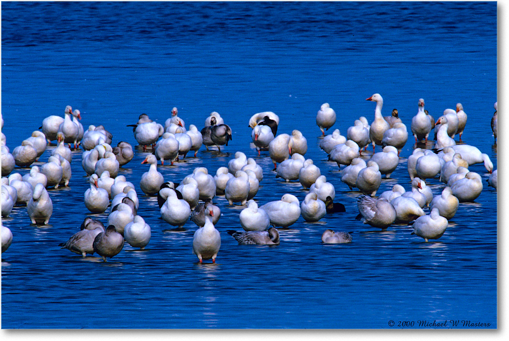 SnowGeese_ChincoNWR-SC_2000Nov_F30 copy