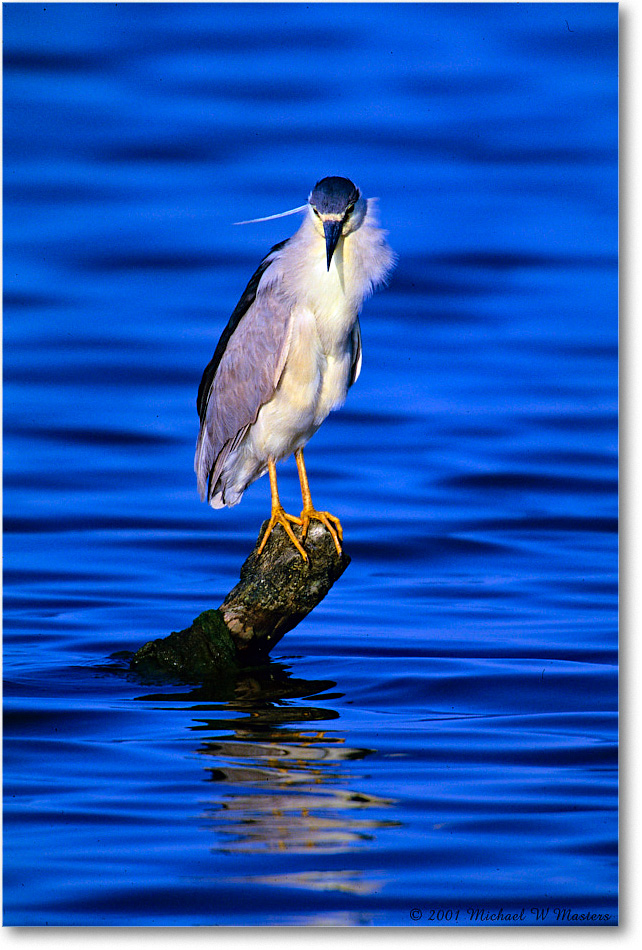 BCNightHeron&Post_ChincoNWR_2001Jun_F03 copy