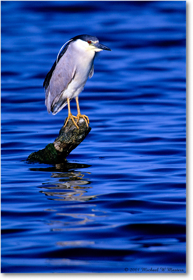 BCNightHeron&Post_ChincoNWR_2001Jun_F04 copy