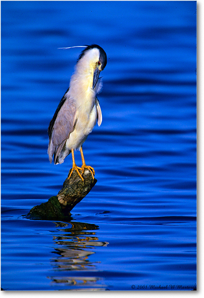 BCNightHeron&Post_ChincoNWR_2001Jun_F15 copy