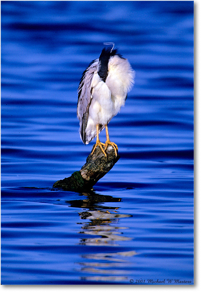 BCNightHeron&Post_ChincoNWR_2001Jun_F26 copy