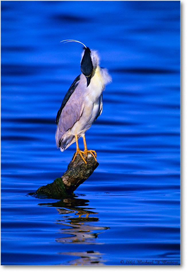BCNightHeron&Post_ChincoNWR_2001Jun_F34 copy