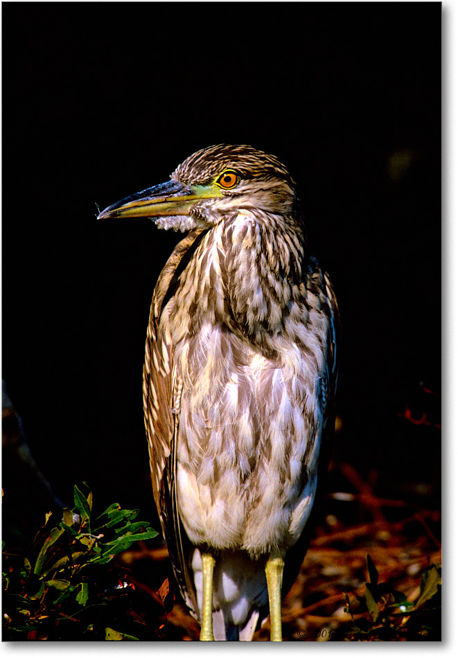 BCNightHeronJuv_ChincoNWR_2001Jun_F13 copy