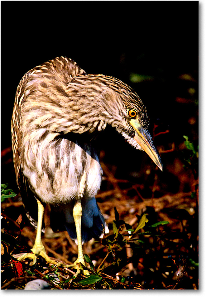 BCNightHeronJuv_ChincoNWR_2001Jun_F17 copy