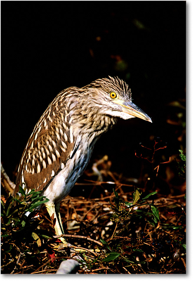 BCNightHeronJuv_ChincoNWR_2001Jun_F18 copy